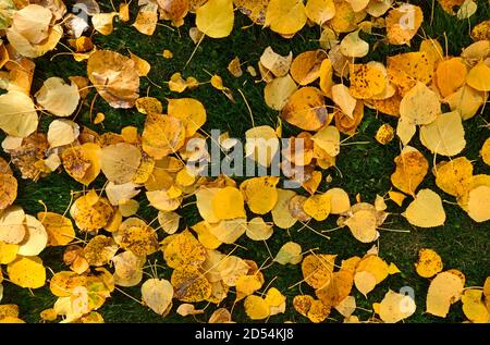Les feuilles d'Aspen qui sont tombées au sol à l'automne dans les régions rurales de l'Alberta au Canada. Banque D'Images