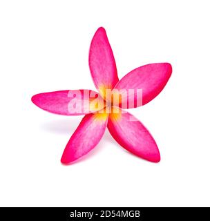 Belle Plumeria rubra Linn sur fond blanc Banque D'Images