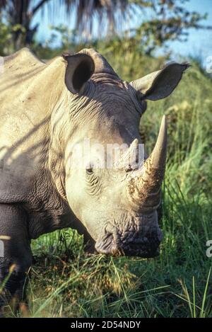 Abokouamekro, Côte d'Ivoire. Rhinocéros blancs, CERATOTHERIUM SIMUM. Deux rhinocéros blancs ont été donnés en Côte d'Ivoire par l'Afrique du Sud à la fin des années 1980. Celui-ci a été photographié en octobre 1993. Banque D'Images