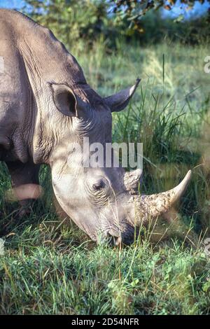 Abokouamekro, Côte d'Ivoire. Rhinocéros blancs, CERATOTHERIUM SIMUM. Deux rhinocéros blancs ont été donnés en Côte d'Ivoire par l'Afrique du Sud à la fin des années 1980. Celui-ci a été photographié en octobre 1993. Banque D'Images