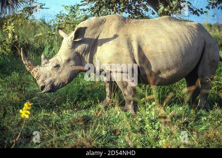 Abokouamekro, Côte d'Ivoire. Rhinocéros blancs, CERATOTHERIUM SIMUM. Deux rhinocéros blancs ont été donnés en Côte d'Ivoire par l'Afrique du Sud à la fin des années 1980. Celui-ci a été photographié en octobre 1993. Banque D'Images