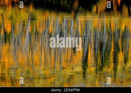 Reflet naturel d'une image abstraite des arbres le long de la rive du lac Talbot, dans le parc national Jasper, en Alberta, au Canada. Banque D'Images
