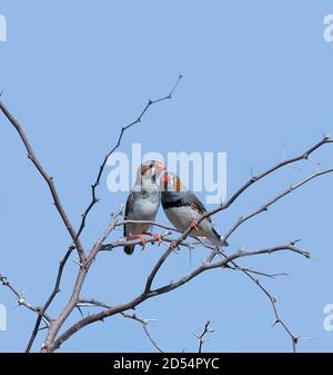 Zébrures (Poephila guttata ou Taenopygia guttata) perchées sur des brouettes, Queensland, Queensland, Australie Banque D'Images