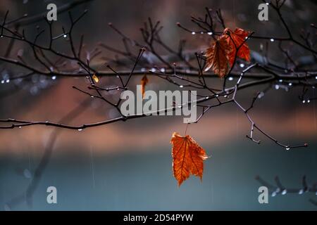 Pluie à la fin de l'automne Banque D'Images