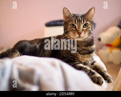 Mintie le tabby sur le lit Banque D'Images
