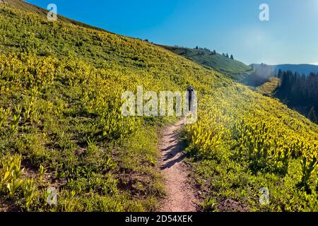 Randonnée au départ du lac Molas sur le sentier Colorado Trail de 485 km, Colorado Banque D'Images