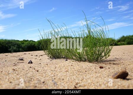 Herbe verte sur les dunes de sable. Derrière l'herbe se trouve un ciel bleu avec de beaux nuages blancs. Cheval sur sable jaune gros plan. Russie, Vladivostok Banque D'Images