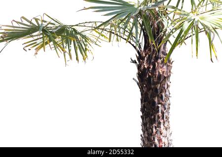 Washingtonia Robusta (palmier) isolé sur fond blanc pour la décoration de parc ou de jardin, plantes ornementales Banque D'Images