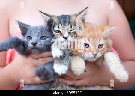 Adolescente tenant trois chatons mignons dans ses bras. Animal domestique. Banque D'Images