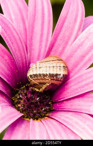 Escargot moulu sur une fleur de pâquerette mauve en pleine fleur Banque D'Images