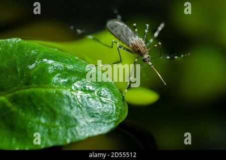 Le moustique coréen Aedes koreicus a été introduit accidentellement en Europe en 2008 Banque D'Images