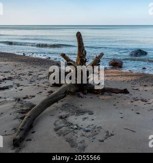 Piquant sur une plage de la mer Baltique. Banque D'Images