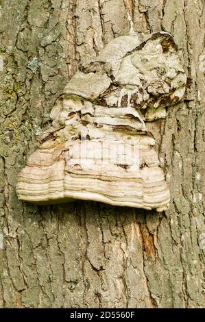 Champignons blancs poussant sur arbre mort Banque D'Images