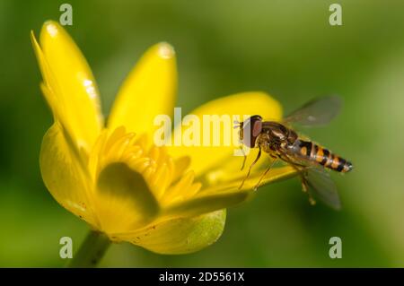 Surmouche, mouche de fleur ou mouche syrphide, de la famille des Syrphidés Banque D'Images