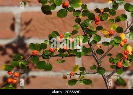 Cotoneaster horizontalis (Cotoneaster rocailleuse) un arbuste à feuilles caduques avec des baies de carouilles brillantes. Famille des roses (Rosaceae). Devant un mur délavé. Réglage Banque D'Images