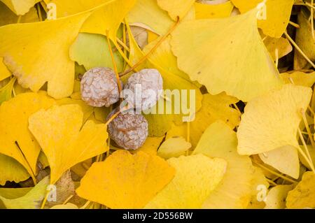 Feuilles jaunes de l'arbre de Gingko biloba avec fruits Banque D'Images