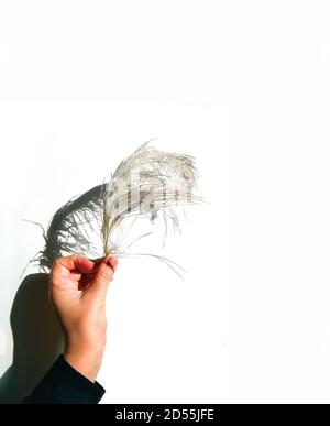 La plume d'oiseau autruche dans une main ombre sur fond blanc. Banque D'Images