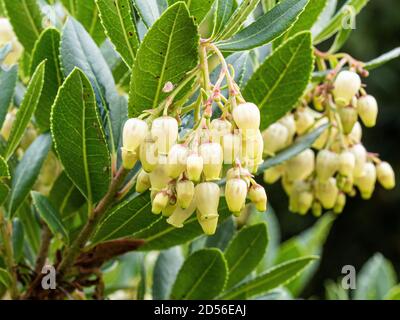 Un gros plan des fleurs en forme de cloche de crème pâle De la fraise Arbutus unedo Banque D'Images