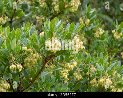 Les fleurs en forme de cloche de crème pâle de l'arbre de fraise Arbutus unedo Banque D'Images