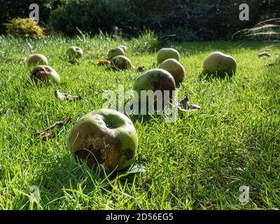 Une vue au niveau du sol des pommes de vent qui reposent sur l'herbe mis en évidence au soleil Banque D'Images