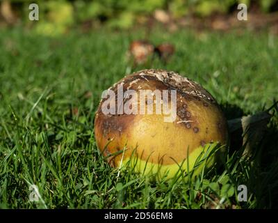 Une vue au niveau du sol d'une seule pomme venteuse couchée dans l'herbe et commencer à pourrir Banque D'Images