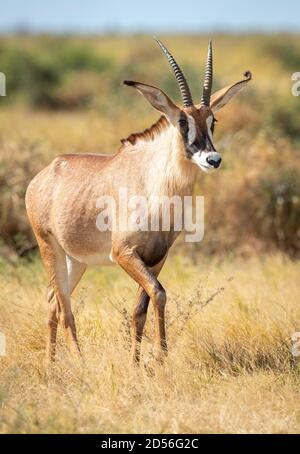 Antilope de Roan marchant dans les plaines herbeuses de Savuti au Botswana Banque D'Images