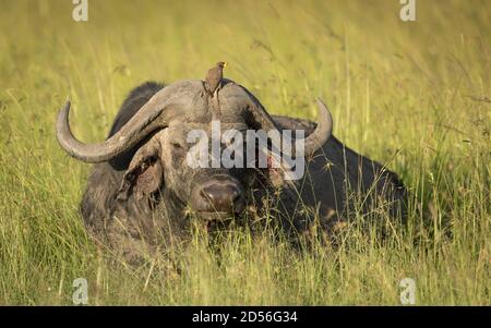 Taureau de Buffalo allongé dans l'herbe en après-midi de soleil à Masai Mara au Kenya Banque D'Images