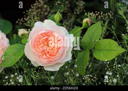 Abricot rose anglaise Wildeve dans jardin d'été macro Banque D'Images