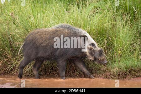 Cochon de brousse adulte marchant dans l'eau brune avec un grand vert Herbe en arrière-plan dans le cratère de Ngorongoro en Tanzanie Banque D'Images