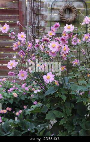 anémone japonaise rose dans le jardin d'automne Banque D'Images