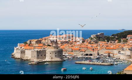 Une paire de goélands de mer vus approcher la vieille ville de Dubrobnik en Croatie en mai 2017. Banque D'Images