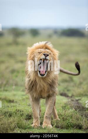 Portrait vertical d'un lion mâle avec de belles bâillements de manie Avec la bouche ouverte à Ndutu en Tanzanie Banque D'Images