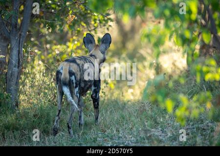 Chien sauvage regardant dans la brousse en plein soleil du matin Dans le delta de l'Okavango de la rivière Khwai, au Botswana Banque D'Images