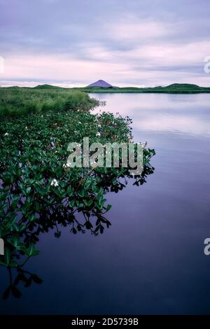 Le lac Myvatn un lac eutrophe peu profond et Vindbelgjarfjall situé dans une zone de volcanisme actif dans le nord de l'Islande, Banque D'Images