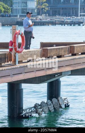 Les gens apprécient une partie de la nouvelle construction de Watermans Cove et en dessous d'eux, les mini-digues de vie ont été installées par le Institut des sciences de la mer de Sydney Banque D'Images