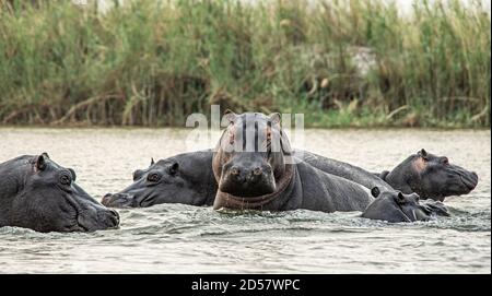 Un hippopotame dans une gousse qui s'élève hors de l'eau pour faire face à une menace. Banque D'Images