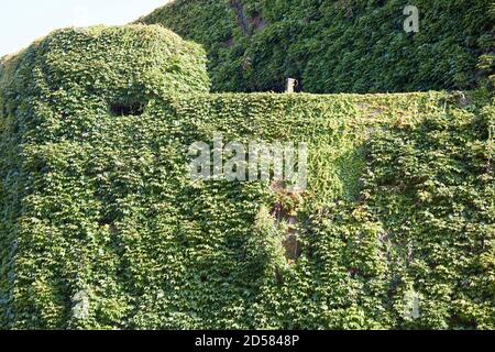 Londres, Royaume-Uni. - 22 septembre 2020 : la Citadelle d'Amirauté en béton recouvert d'ivy à Horse Guards Parade. Le commandement et le contrôle fortement fortifiés et à l'épreuve des bombes f Banque D'Images