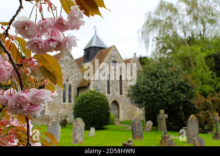 Église de Fishbourne, Chichester. La fleur de cerisier au premier plan symbolise la nouvelle vie et le renouveau d'un arbre approprié, peut-être, pour un cadre d'église. Banque D'Images