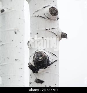 Gros plan des branches de bouleau sur le ciel blanc d'hiver, États-Unis Banque D'Images