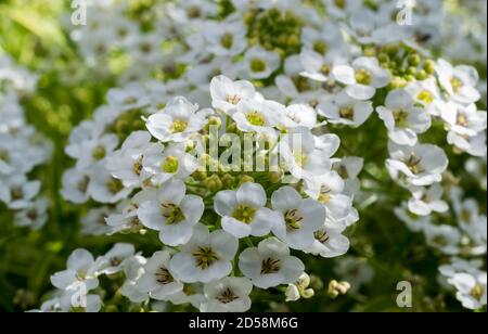 Sweet Alyssum Banque D'Images