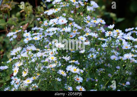aster bleu cordifolius dans le jardin d'automne Banque D'Images