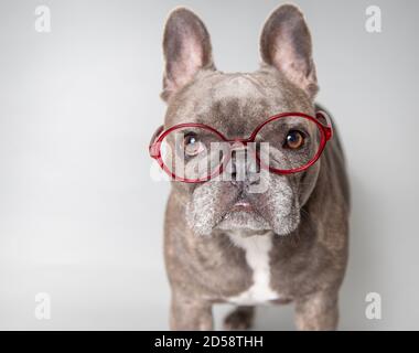 Portrait d'un bouledogue français gris portant des lunettes Banque D'Images