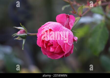 Pomponella rose avec gel blanc à la fin de l'automne Banque D'Images