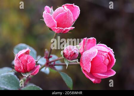 Pomponella rose avec gel blanc à la fin de l'automne Banque D'Images