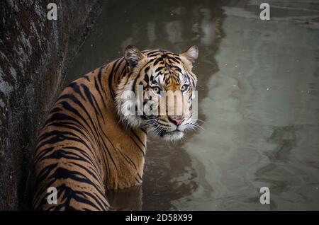 Portrait d'un tigre de Sumatra debout dans l'eau, Indonésie Banque D'Images