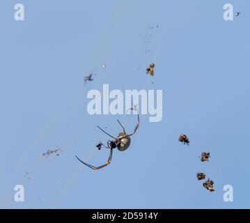 Une araignée à tisser femelle dans Tamborine Mountain, Queensland Australie, faisant une immense toile pour piéger les insectes. Construction mi-air avec ciel bleu. Banque D'Images