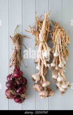 Oignons et ail maison suspendus sur un mur de cuisine en plaits. Banque D'Images