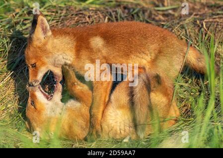 Deux jeunes renards rouges jouant dans l'herbe. Banque D'Images