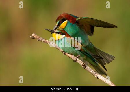 Oiseaux vivants. European Bee-eater, merops apiaster accouplement sur un beau fond. Banque D'Images