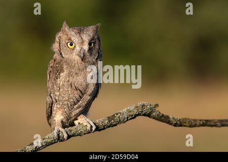 European Scops Owl, Otus Scrops gros plan. Banque D'Images